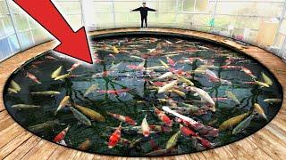 Worlds LARGEST Most Expensive Koi Fish