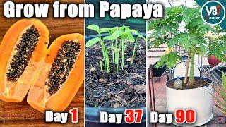 Easy Grow Papaya in Container From Seeds  Grow From Papaya  Part 1