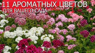 11 Ароматных цветов для вашего сада