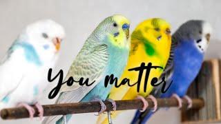 my budgie is my life coach Birds as healing