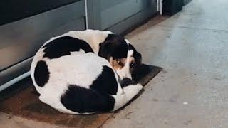 A sad dog left in the cold is sleeping outside the pub