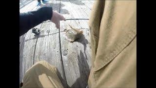 STUNG BY A STINGRAY INSANE FOOTAGE