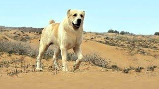 абсолютный чемпион Туркмении Гаплан CAO Central Asian Champions Dogs Alabai Туркменский Волкодав