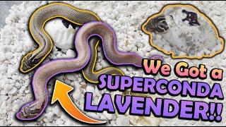 Baby LAVENDER Hognose Snakes Hatching