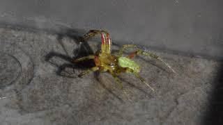 Cool looking spider caught in kitchen