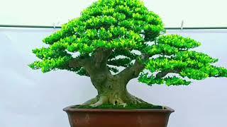 BONSAI ELEGAN TERBAIK