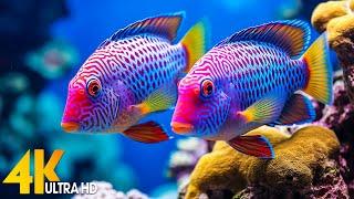 Aquarium 4K VIDEO ULTRA HD - Beautiful Coral Reef Fish - Relaxing Meditation Music - Deep Sleep