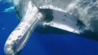 Sperm whale asks a diver to be freed from a fishing hook