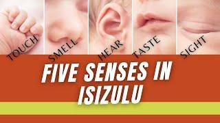 Five senses In IsiZulu Motale Matakalatse