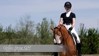 FEI Dressage Pony for Sale Golden Spring