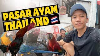 PENASARAN BEGINILAH PASAR AYAM BANGKOK DI THAILAND  #ayambangkok #pakhoy