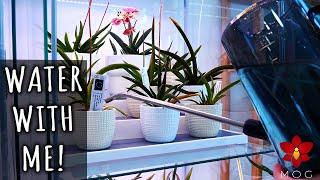 Watering my Orchids - How I do it & what I use + About using aquarium water