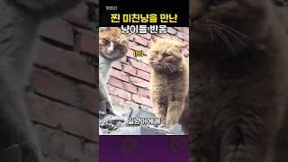 이 구역의 찐 미친냥을 만난 냥이들의 반응