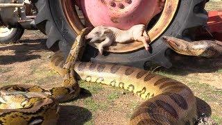 Anaconda Python both Find Pig on Tractor--Pig is Quickly Eaten