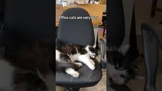 Nothing is getting done today in the office #behindthescenes #rescuecats #officecats #customerserv
