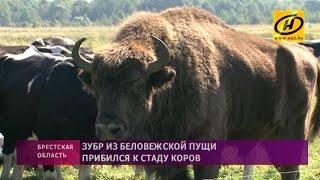 Зубр прибился к стаду коров в Кобринском районе