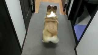 Bubble Butt Corgi Twerk