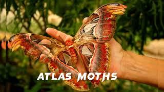 10 of the Largest Insects in the World