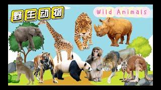 野生动物（野外）  Wild Animals  Learn Wild Animals Sounds and Names