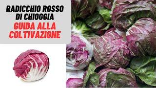 Il RADICCHIO ROSSO di Chioggia un gustoso ortaggio invernale - W&A Gardens orto e giardino