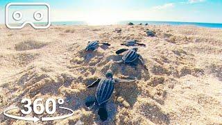 Baby Turtles Hatch And Face A Perilous Race To The Ocean   VR 360  Seven Worlds One Planet