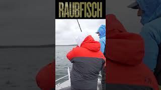 Hechte am Plauer See  #angeln  #fishing #Hecht #raubfisch #spinnfischen