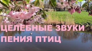 ВЕСНОЙ ПТИЦЫ ПОЮТ ЗВОНЧЕ.ЦЕЛЕБНЫЕ ЗВУКИ ПЕНИЯ ПТИЦ УСПОКАИВАЮТ НЕРВНУЮ СИСТЕМУУЛУЧШАЕТСЯ СОН.