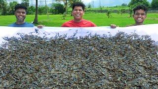 20 MILLON TINY FISH  Ayira Fish Cleaning Adn Coocking  Rare River Fish Recipe  Village Food