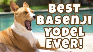 Best Basenji Yodel Ever