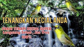 Terapi Kecial Kuning Lombok super jos