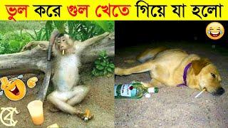 পশুদের মজার কর্মকান্ড ক্যামেরায় ধরা পড়া  Funny Animals Video 2022 Part-3  mayajaal