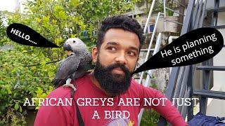 Dont consider African Grey Parrot as a pet before seeing this  Grey Parrot the most intelligent.