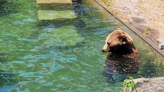 SWIMMING WITH THE BEARS IN BERN SWITZERLAND 