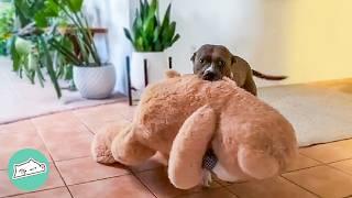 Pit Bull Cant Sleep Without Her Favourite Plushie  Cuddle Buddies