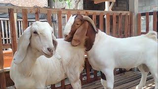 Young Boer Goat Pacifica Crosses with big crossboer goat in village farm