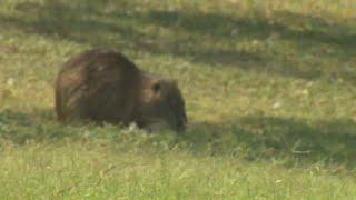 Nutrias a brown invasive rodent spotted in Fort Worth