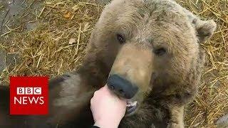 Meet Mansur mans bear friend - BBC News