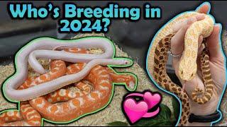 Snake Breeding Plans 2024