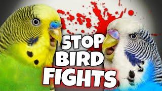 5 Reasons Your Pet Bird Fights