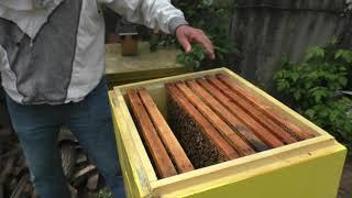 Как предотвратить роение? Создайте пчелам взяток.