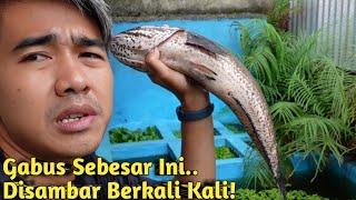 GAGAL SURVIVE KASIH MAKAN IKAN PREDATOR MONSTER PAKE GABUS BESAR