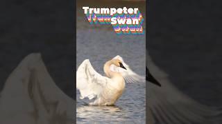 Majestic Trumpeter Swans A Symphony Of Grace And Beauty 黑嘴天鹅 #swan #trumpeter