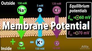 Membrane Potential Equilibrium Potential and Resting Potential Animation