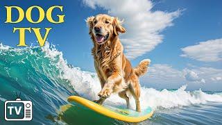 DOG TV Calming Dog Music Video for Dogs to Watch - Soothing Music for Anxious Dog When Home Alone