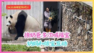 2024.10.08福宝实时（1）徐奶爸多次喊福宝起床都失败了奶妈和福宝邻居依宝互动#푸바오 #판다 #fubao #大熊猫福宝 #panda