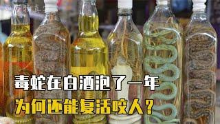 泡在酒里的毒蛇复活？村民喝蛇酒却被毒蛇咬伤，毒蛇为何没死呢？【万物真实】