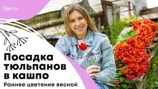 Посадка тюльпанов в кашпо  Раннее цветение весной