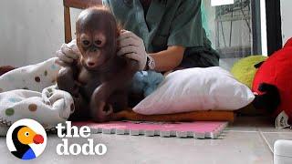 Baby Orangutan Rescued 8 Years Ago Is Finally Ready For Release  The Dodo