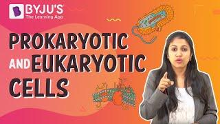 Prokaryotic and Eukaryotic Cells