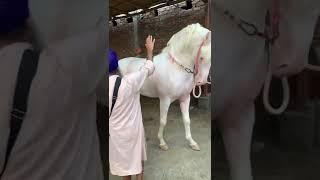 ️Jaiveer #horse #SidhuFarm#vairal #shorts #youtubeshorts